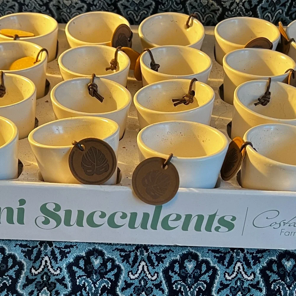 Mini Succulents plant pots